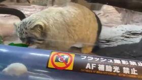 俄罗斯网红抖音吃瓜,揭秘网红圈幕后故事  第1张